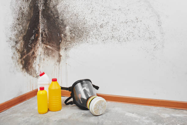 Best Attic Mold Remediation in Brambleton, VA