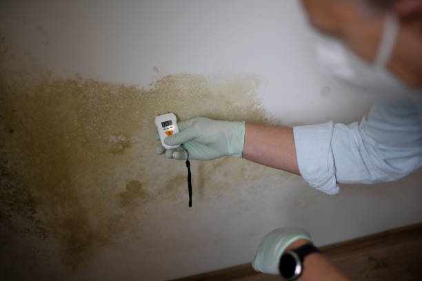 Best Kitchen Mold Remediation in Brambleton, VA
