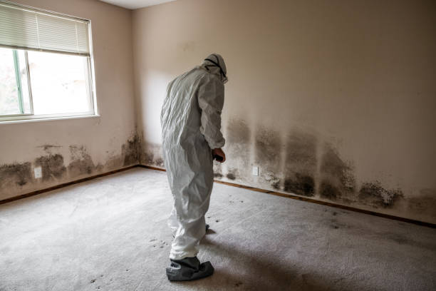 Professional Mold Remediation in Brambleton, VA