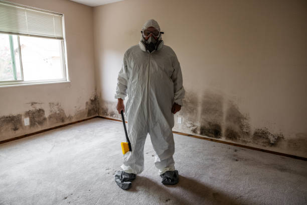 Best Commercial Mold Remediation in Brambleton, VA