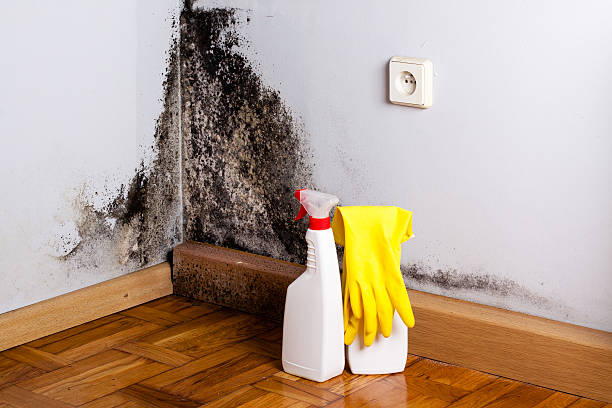 Best Localized Mold Remediation (e.g., coastal areas, humid climates) in Brambleton, VA