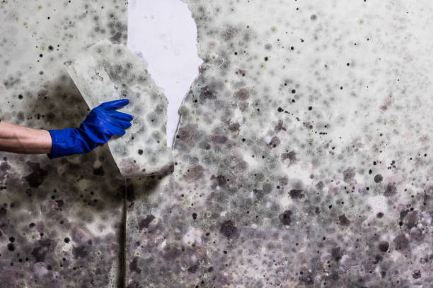 Best Residential Mold Remediation in Brambleton, VA