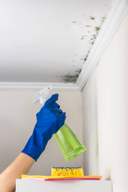 Best Attic Mold Remediation in Brambleton, VA